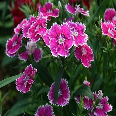 4949澳门免费资料大全app下载